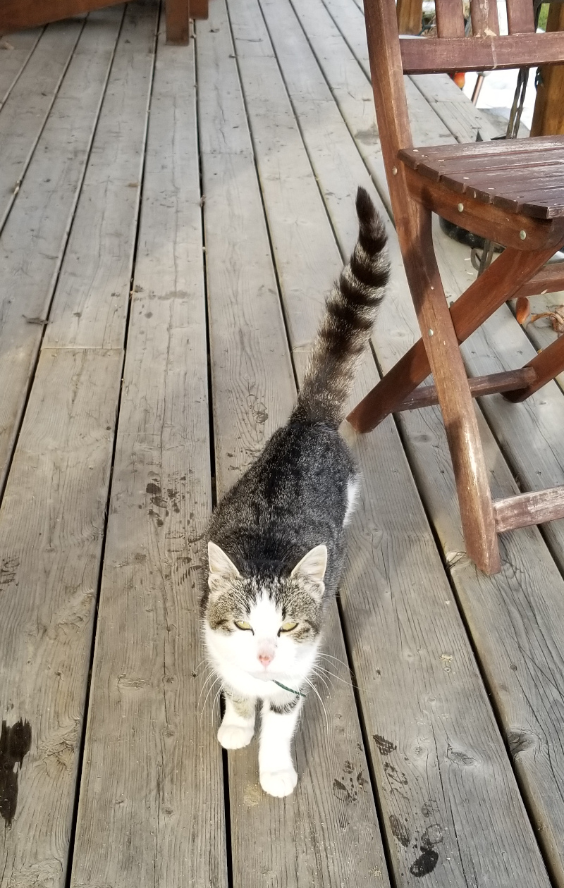 The Widow Makers Wife